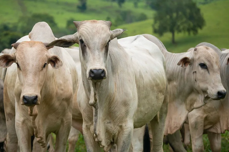 Novos investimentos devem proporcionar a criação de 81 empregos diretos em 27 municípios goianos. As atividades mais beneficiadas são produção de grãos e bovinocultura de corte e leite. Foto: Larissa Melo.