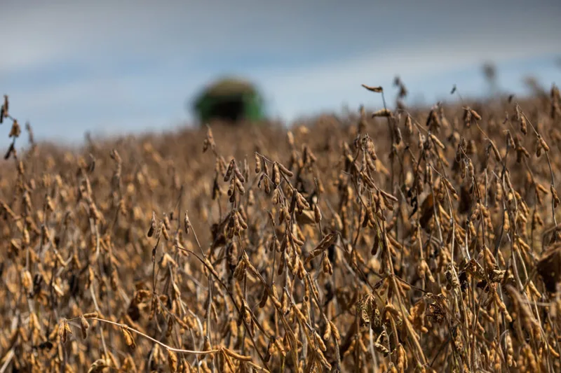 Entre os produtos que compõem o complexo soja, a soja em grão foi o item que gerou maior receita (Foto: Wenderson Araujo/Trilux)