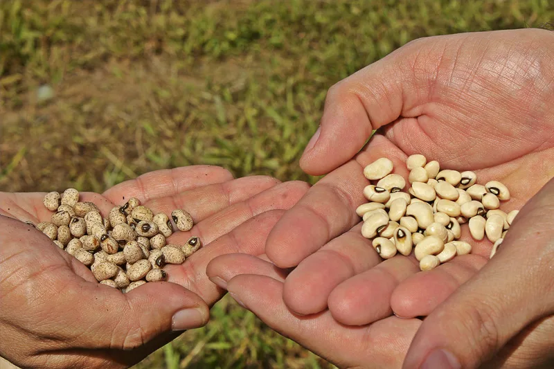 O estande da Embrapa na AgroBrasília também contará com a exposição das cultivares BRS FC310, ideal para colheita mecanizada direta dos grãos. Foto: Embrapa / Felipe Santos da Rosa.
