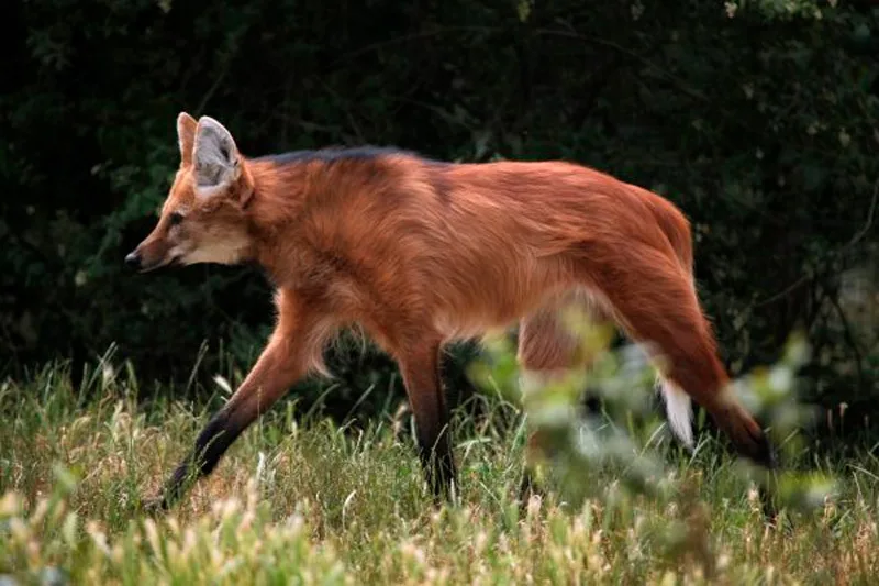 Lobo guará, com a cor alaranjada, caminhando na mata.