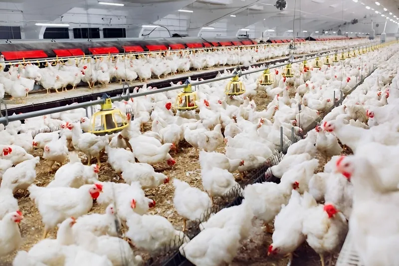 Agrodefesa reforça a importância das medidas de biosseguridade na prevenção à gripe aviária. Fotos: Agrodefesa.