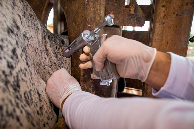 Gado sendo vacinado.