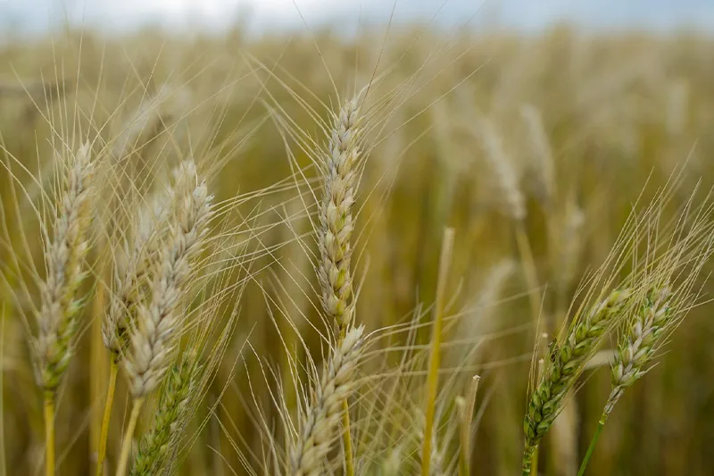 Comparado ao ciclo anterior (2022), o volume estimado para a produção goiana de trigo na safra atual representa um crescimento de 36,2%. Foto: Wenderson Araujo/CNA.