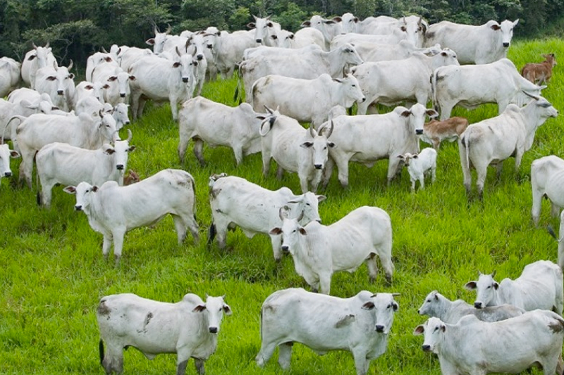 Pecuaristas têm até sexta-feira (30/06) para declararem vacinação contra raiva e rebanho junto à Agrodefesa. Foto: Tony Oliveira/CNA.
