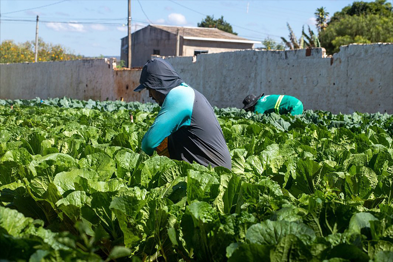 Horta de alface verdes.