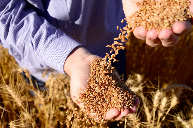 Foto: Seapa - Governo de Goiás.