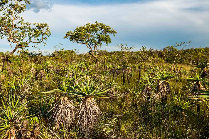 Foto: Alego / reprodução