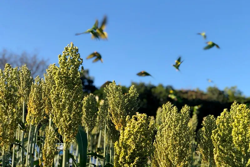 Sorgo: produção goiana do grão pode chegar a 1,4 milhão de toneladas. Foto: Enio Tavares.