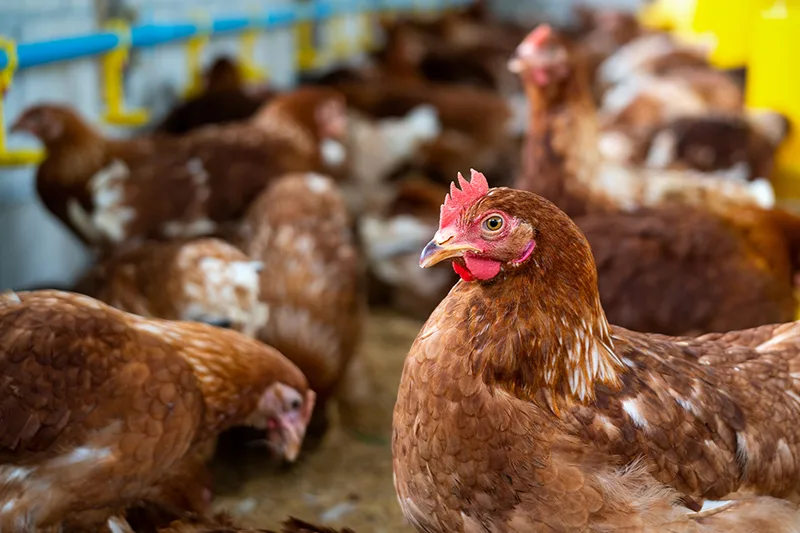 Foto: Freepik / tawatchai07