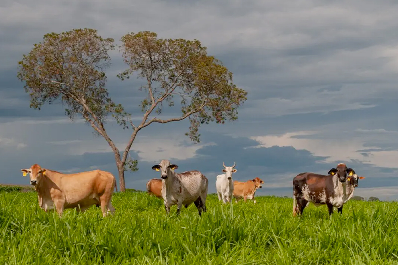 Recursos do FCO Rural serão aplicados em bovinocultura de corte e de leite, avicultura e soja