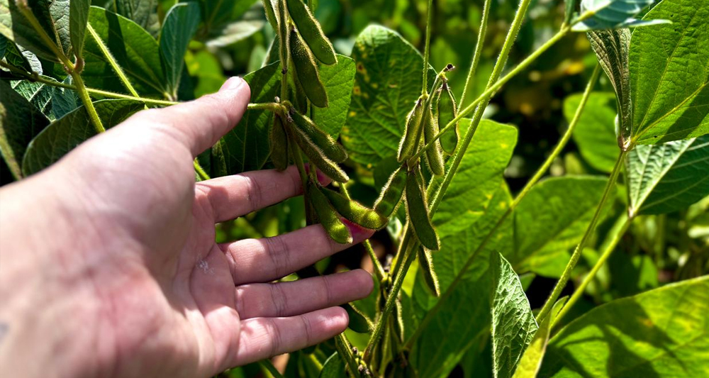 Aumento da produção e produtividade da safra de grãos 2024/25 resultou em recorde absoluto da colheita de soja. Foto: Lucas Eugênio.
