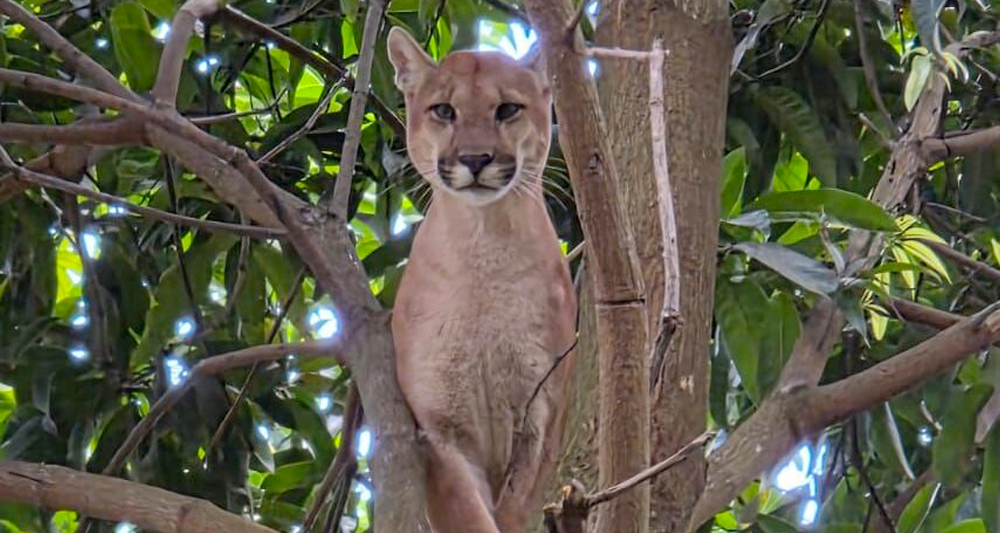 Foto: Assessoria de Comunicação Social/BM-5